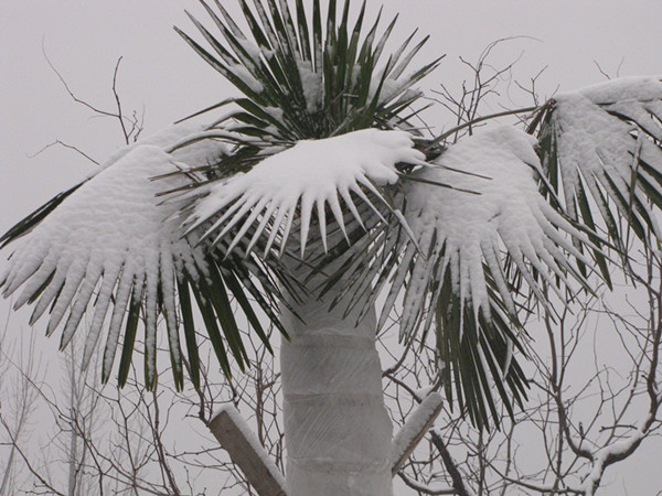 长青的棕榈树预示着迅达康的生机勃勃
