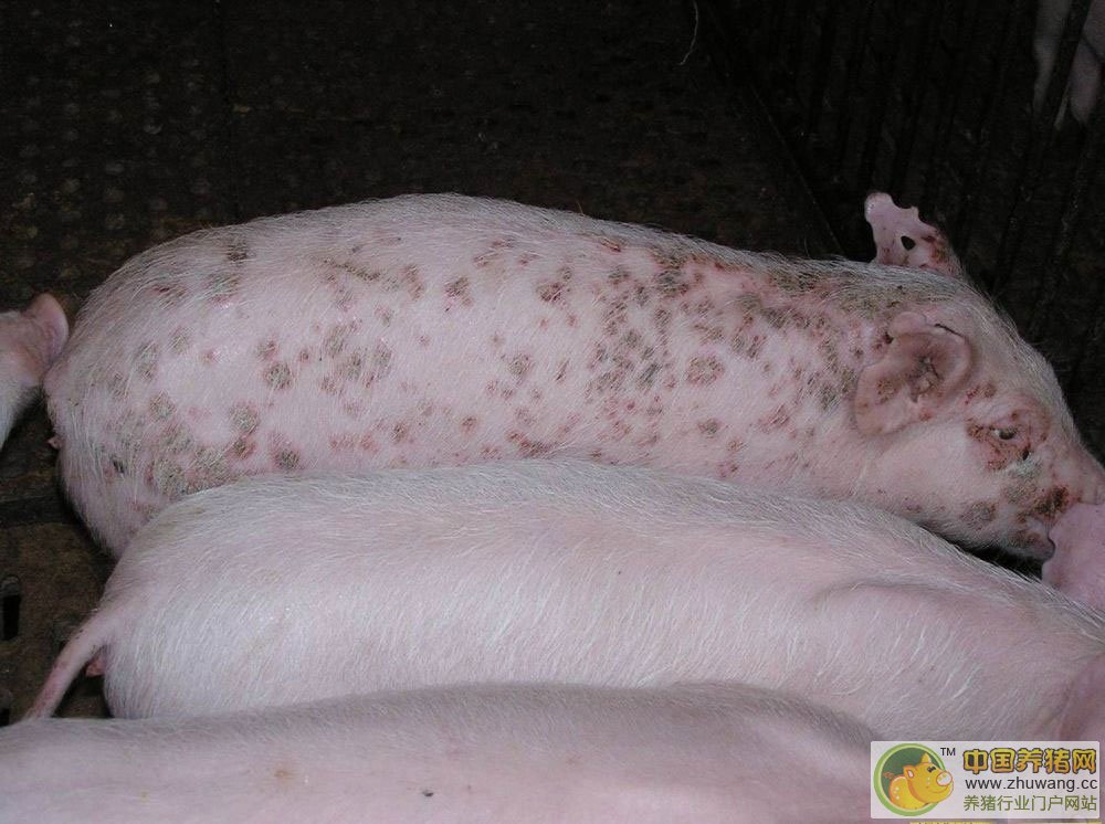 猪下猪前的症状 猪瘟的症状、预防与猪瘟的治疗