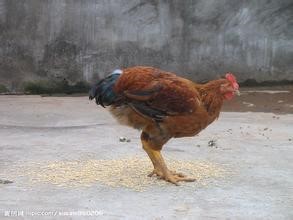 在养殖中家禽常见混感疾病的治疗方案